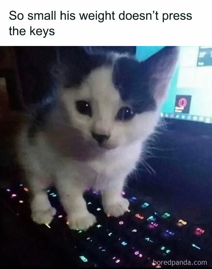 50 Hilarious Memes To Both Heal You And Make You Worse, Courtesy Of ‘Animal Memeposting’
