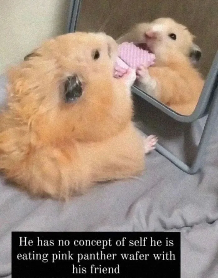 50 Hilarious Memes To Both Heal You And Make You Worse, Courtesy Of ‘Animal Memeposting’