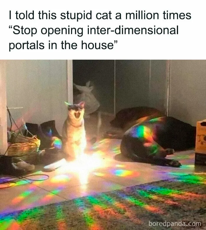 50 Hilarious Memes To Both Heal You And Make You Worse, Courtesy Of ‘Animal Memeposting’