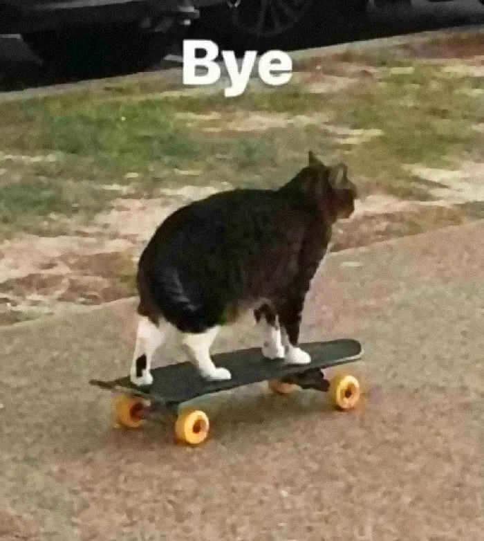 Funny-Animal-Meme-Posting