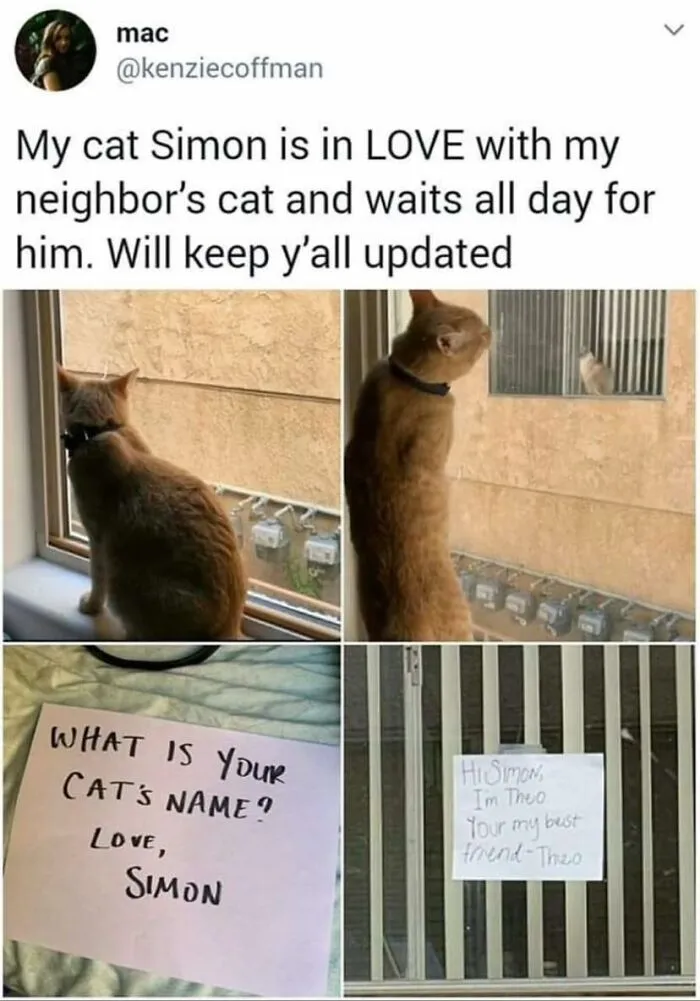 50 Hilarious Memes To Both Heal You And Make You Worse, Courtesy Of ‘Animal Memeposting’