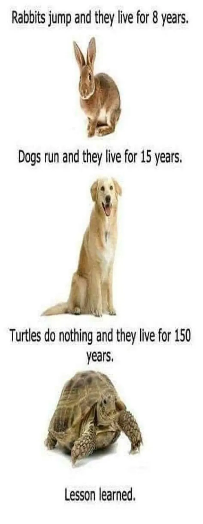 50 Hilarious Memes To Both Heal You And Make You Worse, Courtesy Of ‘Animal Memeposting’