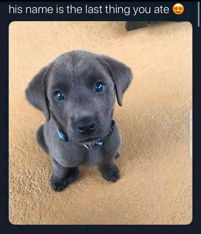 Funny-Animal-Meme-Posting