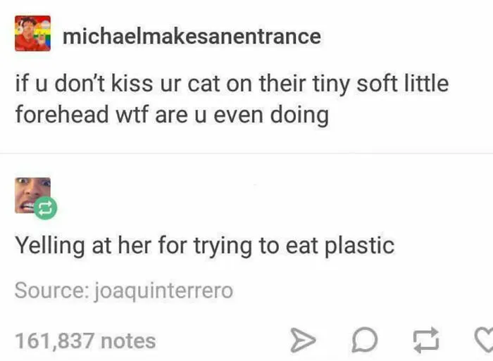 Funny-Animal-Meme-Posting