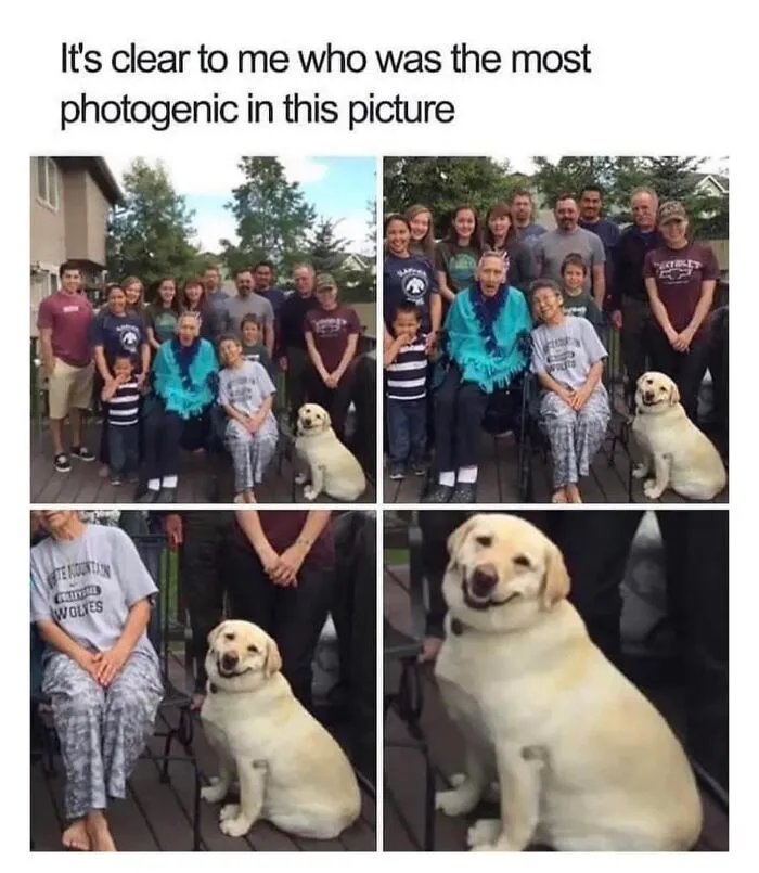 50 Hilarious Memes To Both Heal You And Make You Worse, Courtesy Of ‘Animal Memeposting’