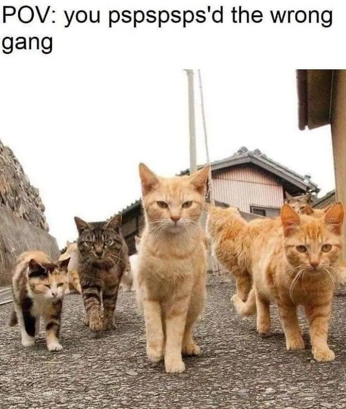 50 Hilarious Memes To Both Heal You And Make You Worse, Courtesy Of ‘Animal Memeposting’