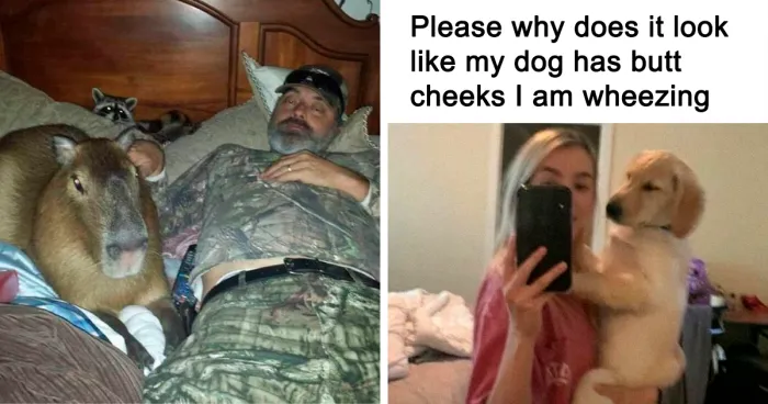 50 Hilarious Memes To Both Heal You And Make You Worse, Courtesy Of ‘Animal Memeposting’