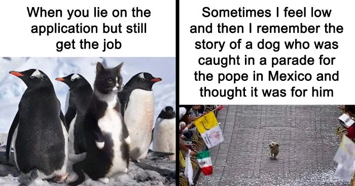 50 Hilarious Memes That Combine The Internet's Two Most Favorite Things - Animals And Humor