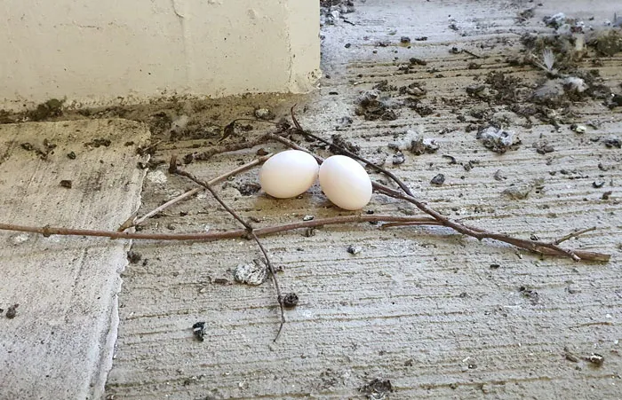 Behold! The Miracle Of Nature That Is The Pigeon Nest