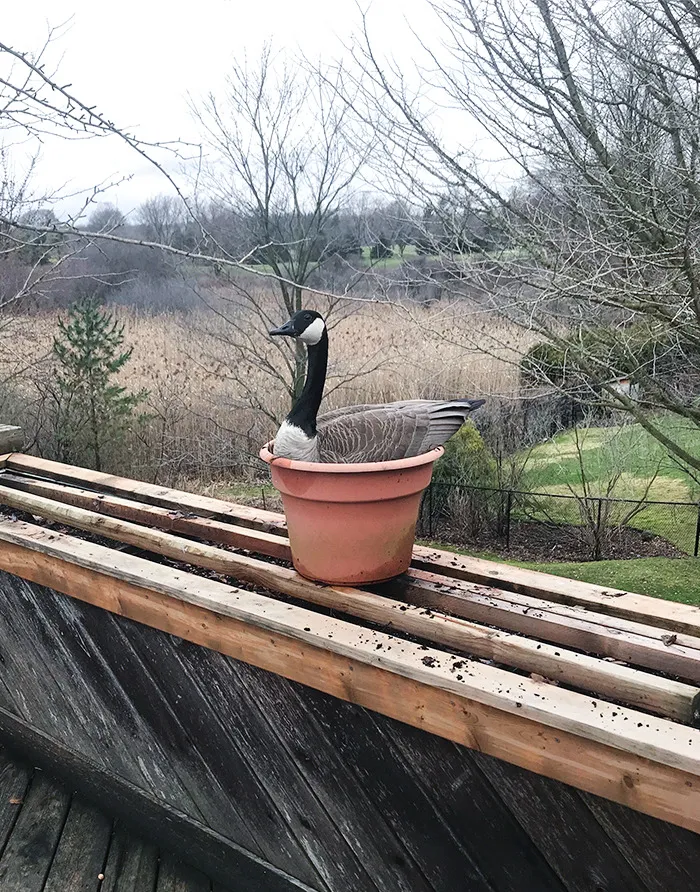 This Is A Canadian Goose Named Dorthy. She Visits My Grandparents' House Every Year To Make Her Nest And Lay Her Eggs