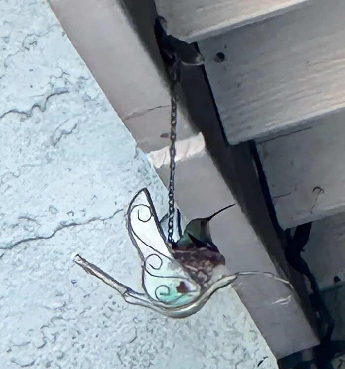 A Hummingbird Built Its Nest On My Hanging Hummingbird Figurine