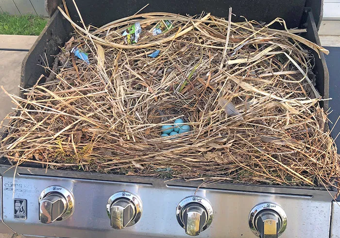 Unos pájaros construyeron un nido en la parrilla de uno de mis parientes, mientras aún estaba cerrada