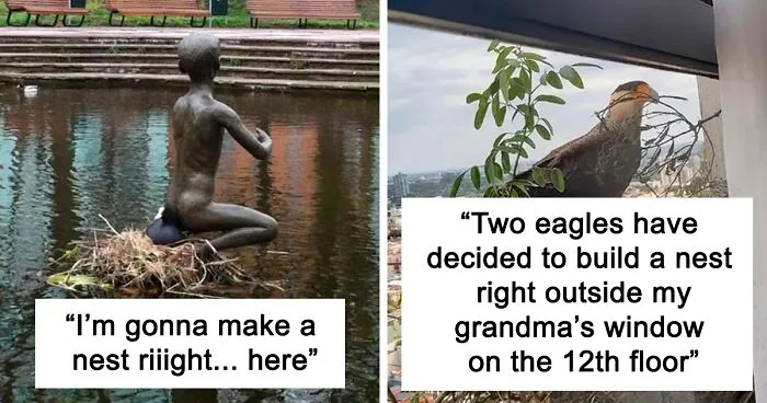 “Bird Made Its Nest In My Mop”: 50 People Share Pictures Of Nests In The Most Random Places (New Pics)
