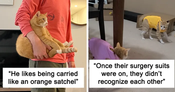 “One Orange Braincell”: 50 Times Ginger Cats Proved Just How Hilariously Unpredictable They Really Are (New Pics)