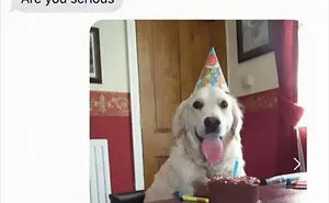 This Facebook Page Is All About Relatable Dog Memes, Here Are 50 Of The Best Pics