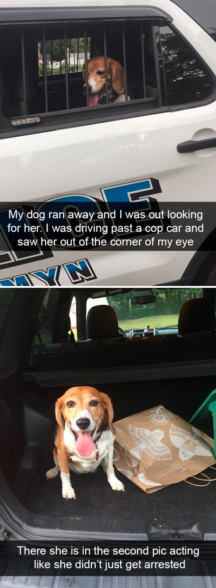 This Facebook Page Is All About Relatable Dog Memes, Here Are 50 Of The Best Pics