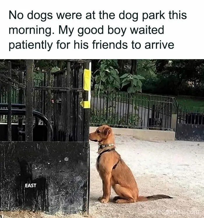 This Facebook Page Is All About Relatable Dog Memes, Here Are 50 Of The Best Pics