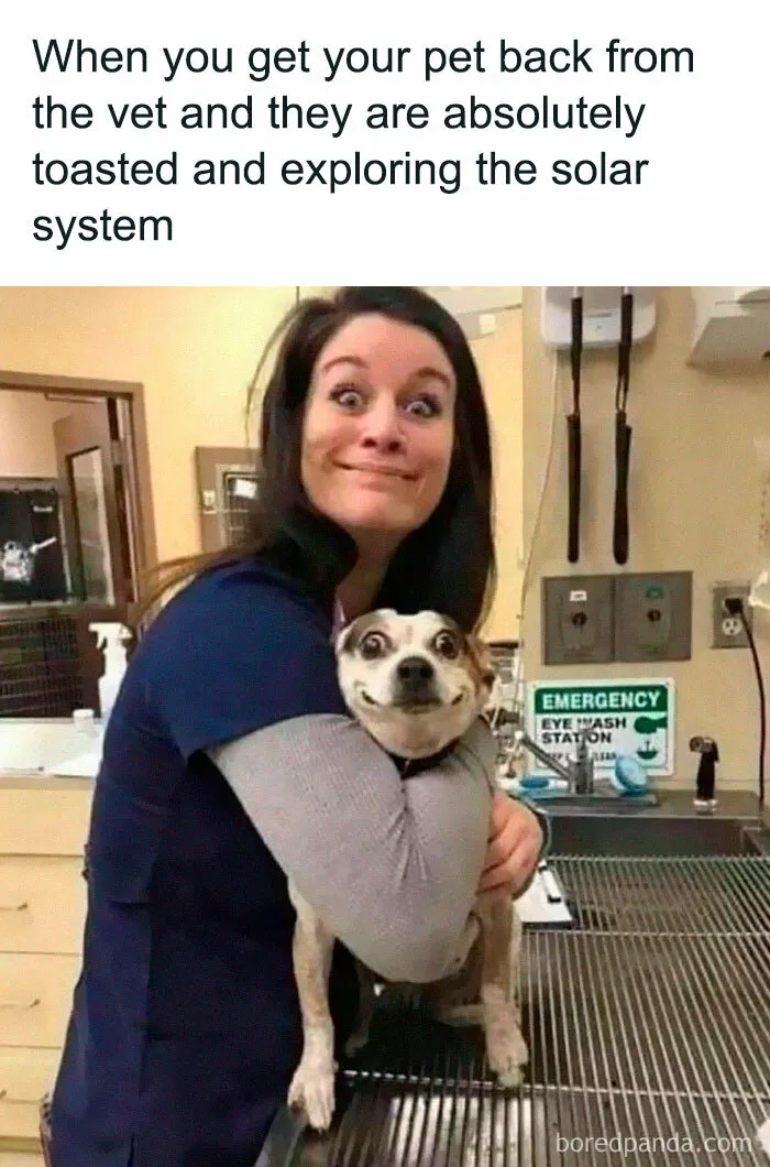 This Facebook Page Is All About Relatable Dog Memes, Here Are 50 Of The Best Pics