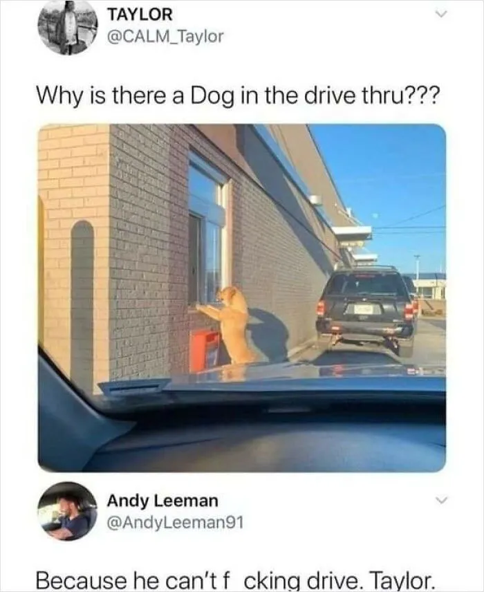 This Facebook Page Is All About Relatable Dog Memes, Here Are 50 Of The Best Pics