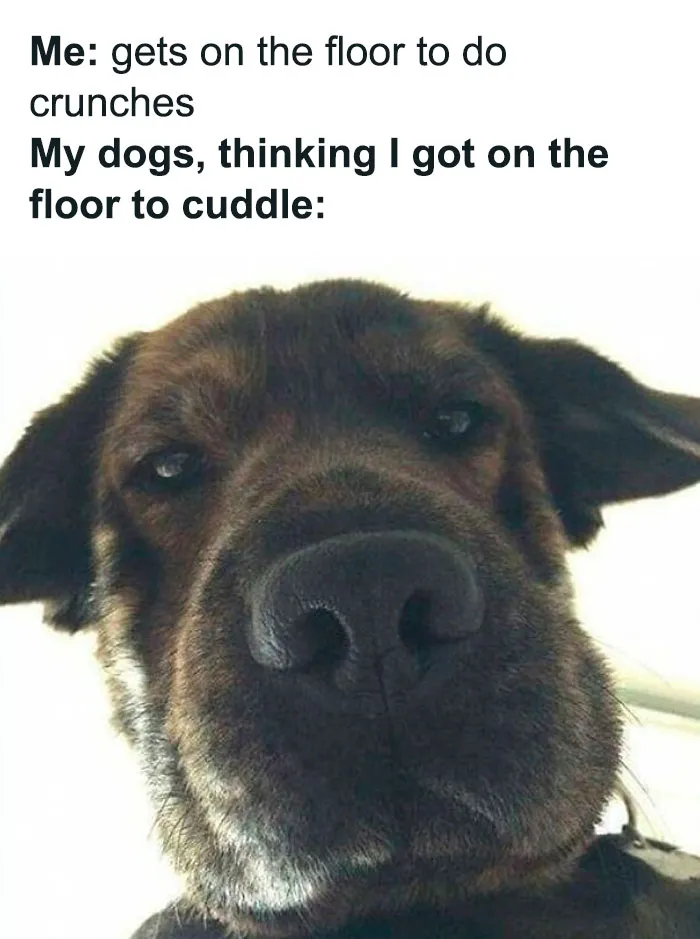 This Facebook Page Is All About Relatable Dog Memes, Here Are 50 Of The Best Pics
