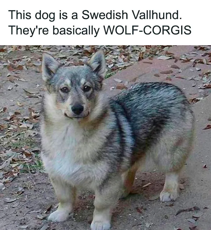 This Facebook Page Is All About Relatable Dog Memes, Here Are 50 Of The Best Pics