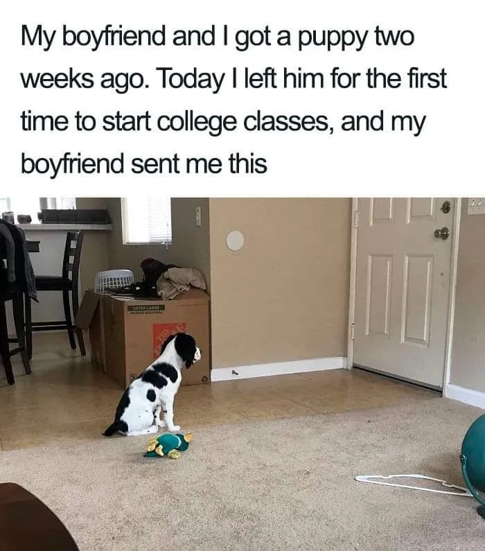 This Facebook Page Is All About Relatable Dog Memes, Here Are 50 Of The Best Pics
