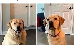 This Facebook Page Is All About Relatable Dog Memes, Here Are 50 Of The Best Pics