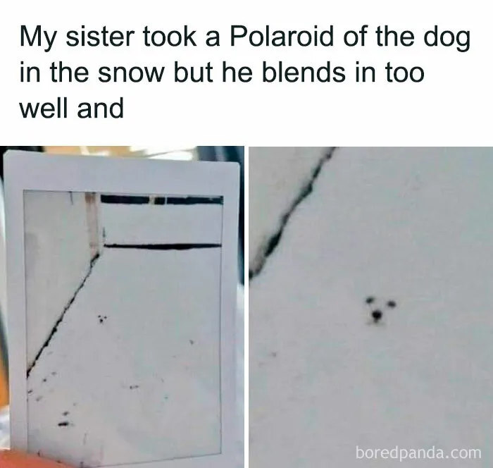 This Facebook Page Is All About Relatable Dog Memes, Here Are 50 Of The Best Pics