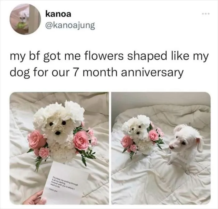 This Facebook Page Is All About Relatable Dog Memes, Here Are 50 Of The Best Pics