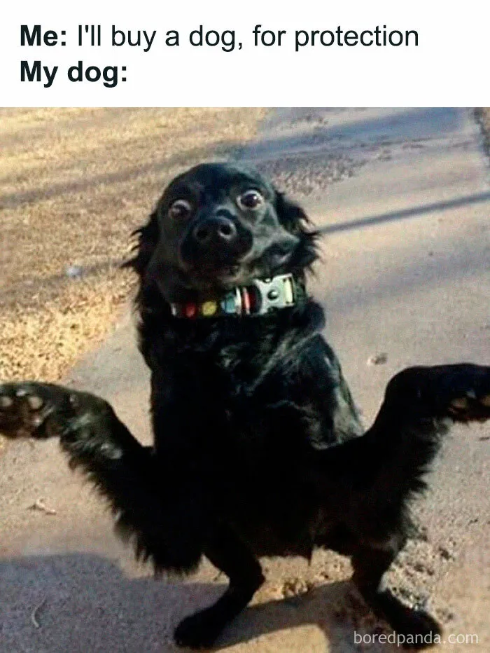 This Facebook Page Is All About Relatable Dog Memes, Here Are 50 Of The Best Pics