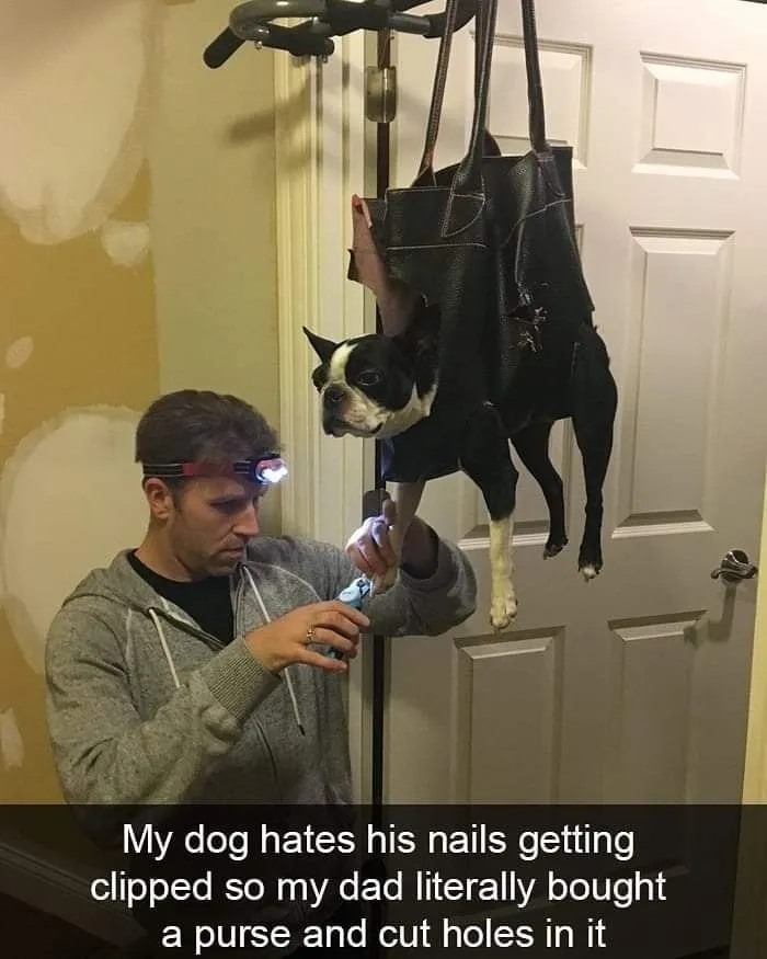 This Facebook Page Is All About Relatable Dog Memes, Here Are 50 Of The Best Pics