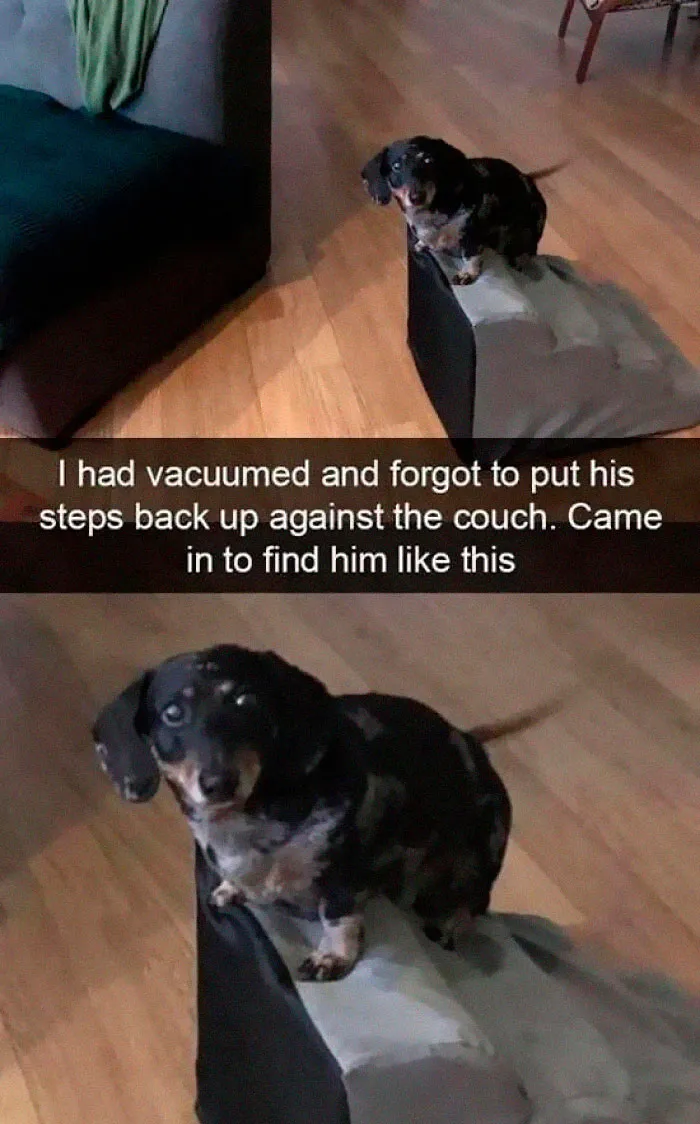 This Facebook Page Is All About Relatable Dog Memes, Here Are 50 Of The Best Pics