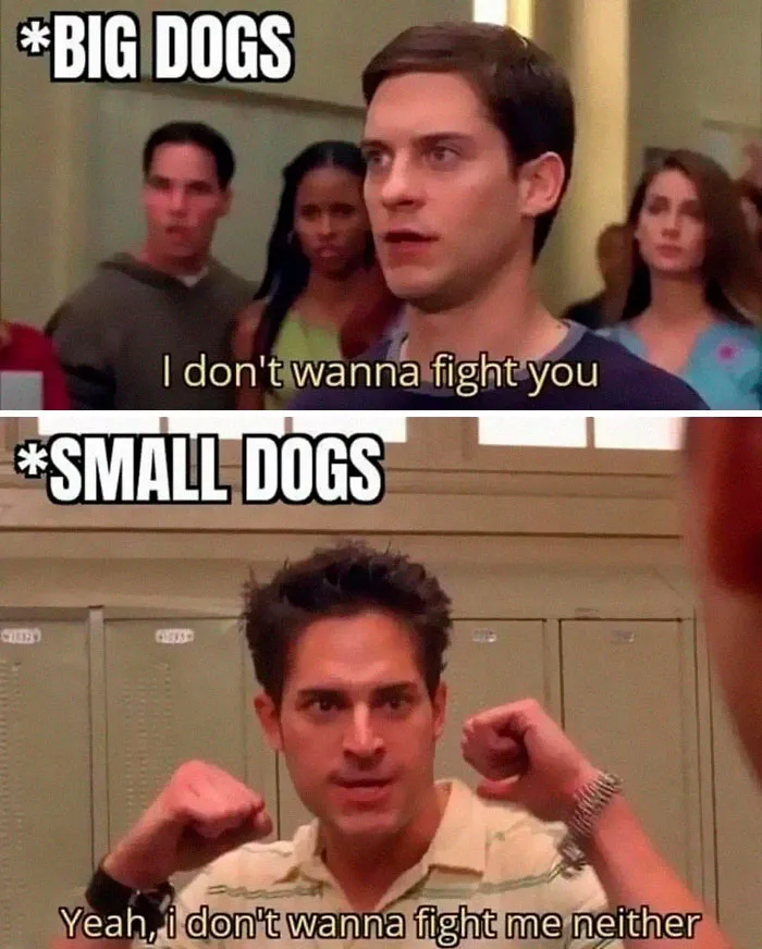 This Facebook Page Is All About Relatable Dog Memes, Here Are 50 Of The Best Pics