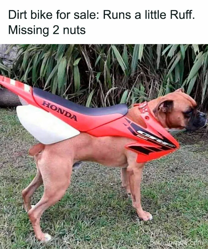 This Facebook Page Is All About Relatable Dog Memes, Here Are 50 Of The Best Pics