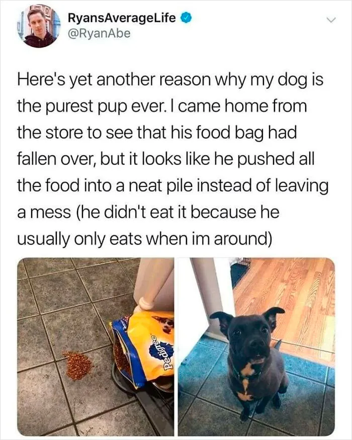 This Facebook Page Is All About Relatable Dog Memes, Here Are 50 Of The Best Pics