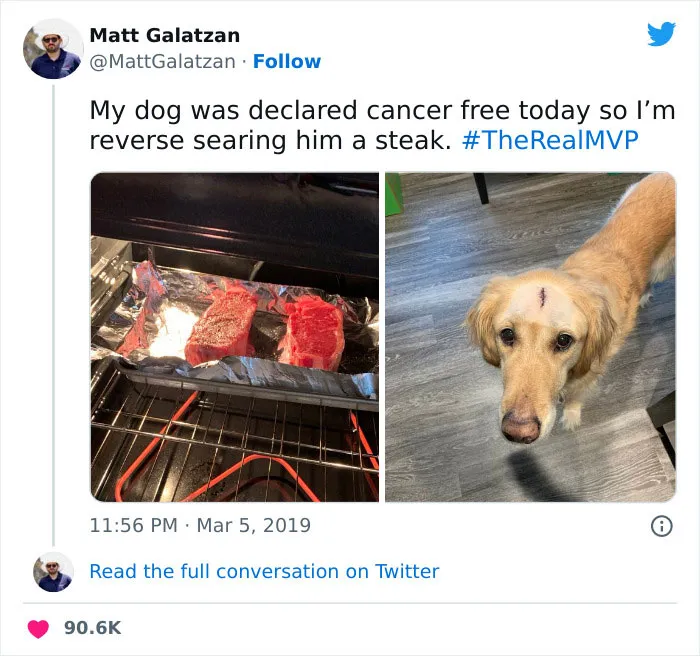 This Facebook Page Is All About Relatable Dog Memes, Here Are 50 Of The Best Pics