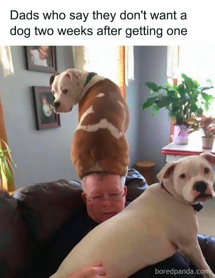 This Facebook Page Is All About Relatable Dog Memes, Here Are 50 Of The Best Pics