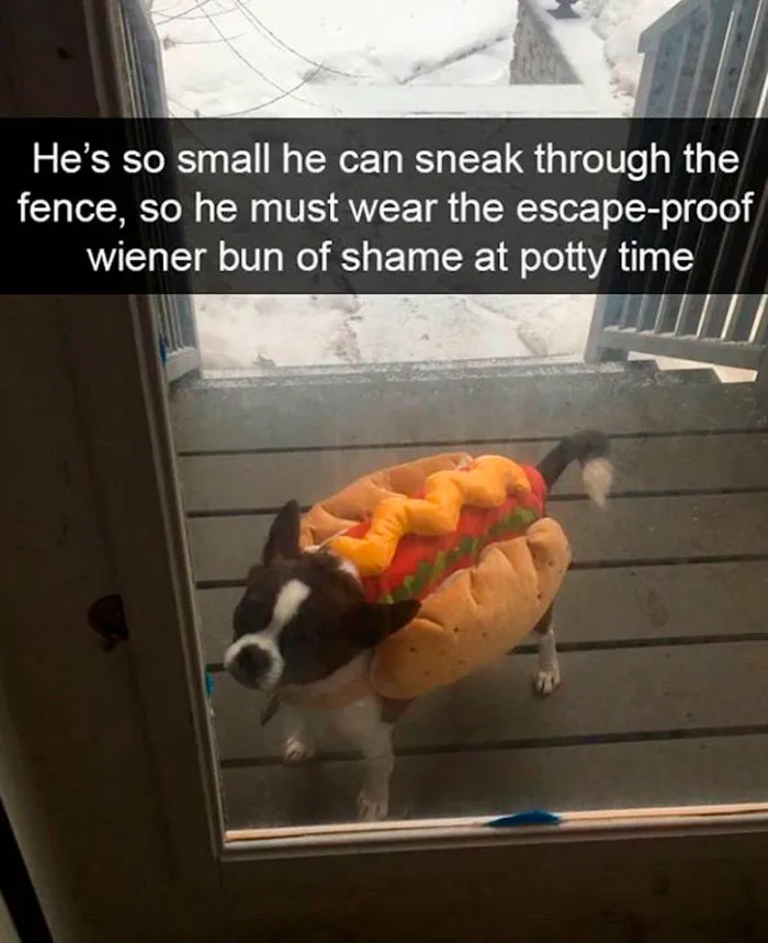 This Facebook Page Is All About Relatable Dog Memes, Here Are 50 Of The Best Pics