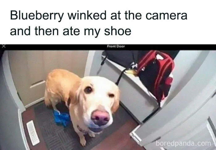 This Facebook Page Is All About Relatable Dog Memes, Here Are 50 Of The Best Pics