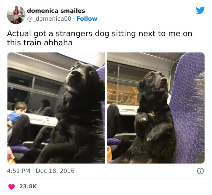 This Facebook Page Is All About Relatable Dog Memes, Here Are 50 Of The Best Pics