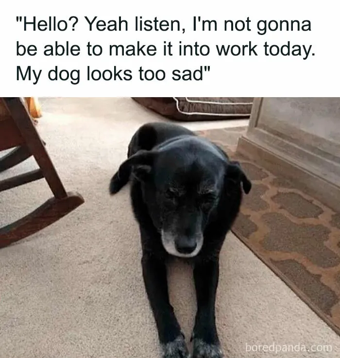 This Facebook Page Is All About Relatable Dog Memes, Here Are 50 Of The Best Pics