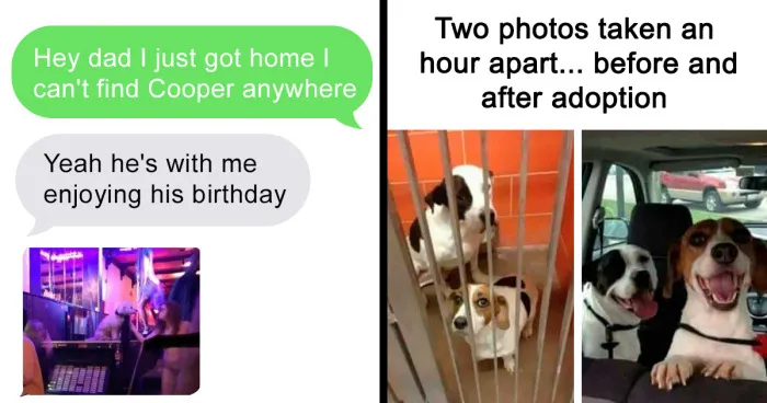 This Facebook Page Is All About Relatable Dog Memes, Here Are 50 Of The Best Pics