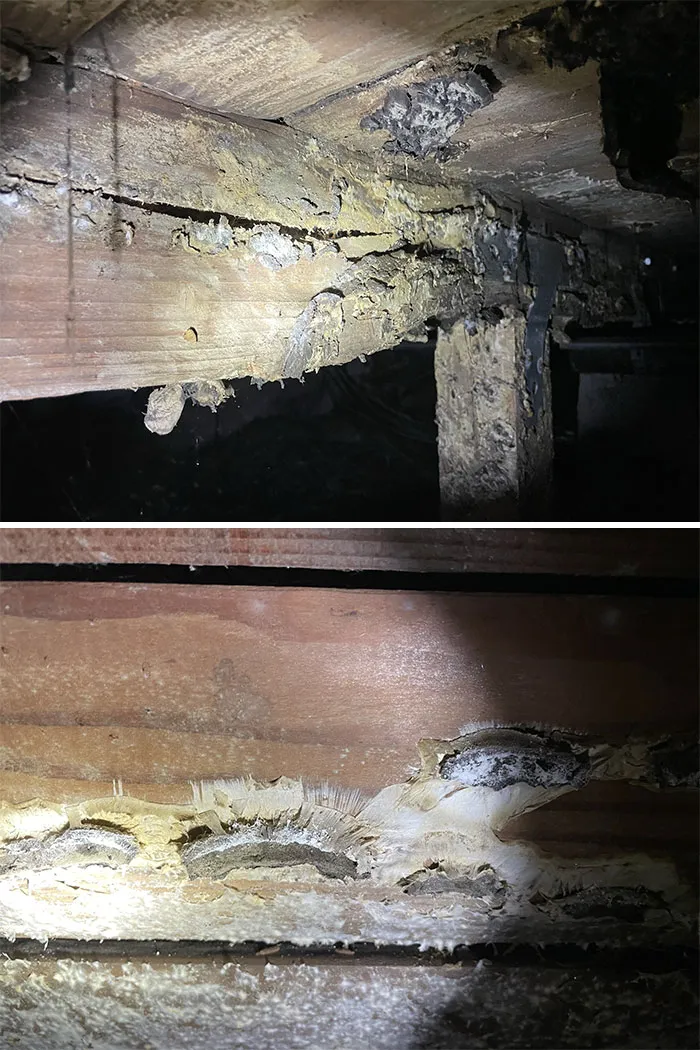 Esta casa tiene un problema de hongos. Podrían causar problemas respiratorios y si siguen extendiéndose, debilitar los cimientos