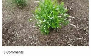 30 Hilarious Memes That Might Hit Too Close To Home For People Who Can't Just Go Past A Plant