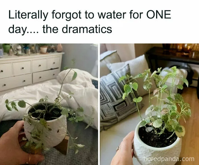 30 Hilarious Memes That Might Hit Too Close To Home For People Who Can't Just Go Past A Plant