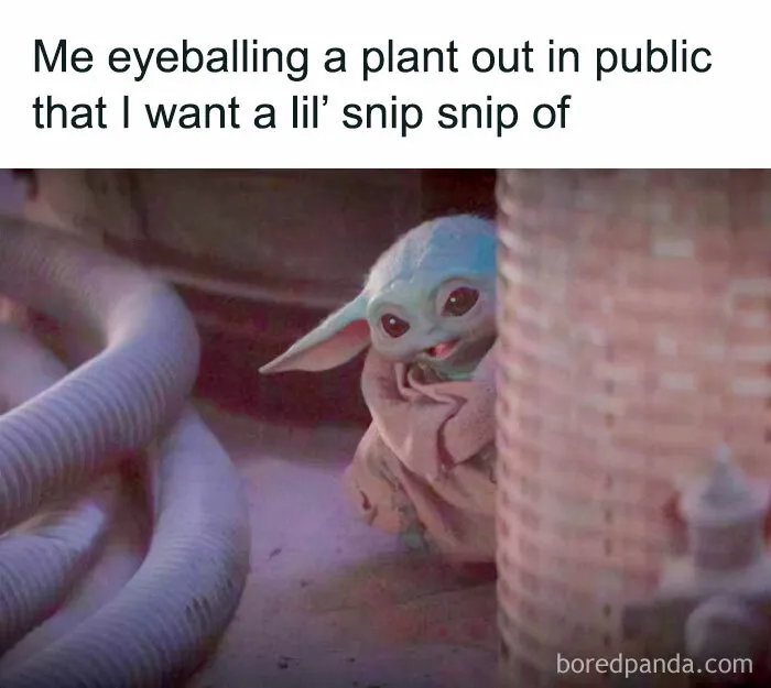 30 Hilarious Memes That Might Hit Too Close To Home For People Who Can't Just Go Past A Plant