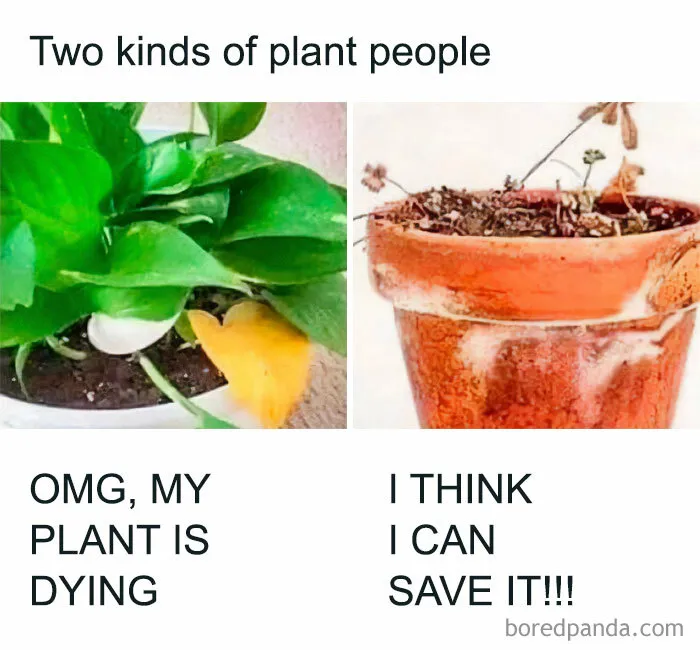 30 Hilarious Memes That Might Hit Too Close To Home For People Who Can't Just Go Past A Plant