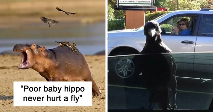 This Internet Group Shares Images Of Birds Being Jerks, Here Are The 40 Funniest Ones