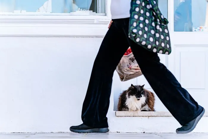 40 Cats Living In One Of The Most Beautiful Greek Islands That I Photographed