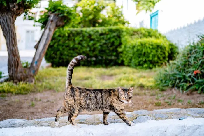 40 Cats Living In One Of The Most Beautiful Greek Islands That I Photographed
